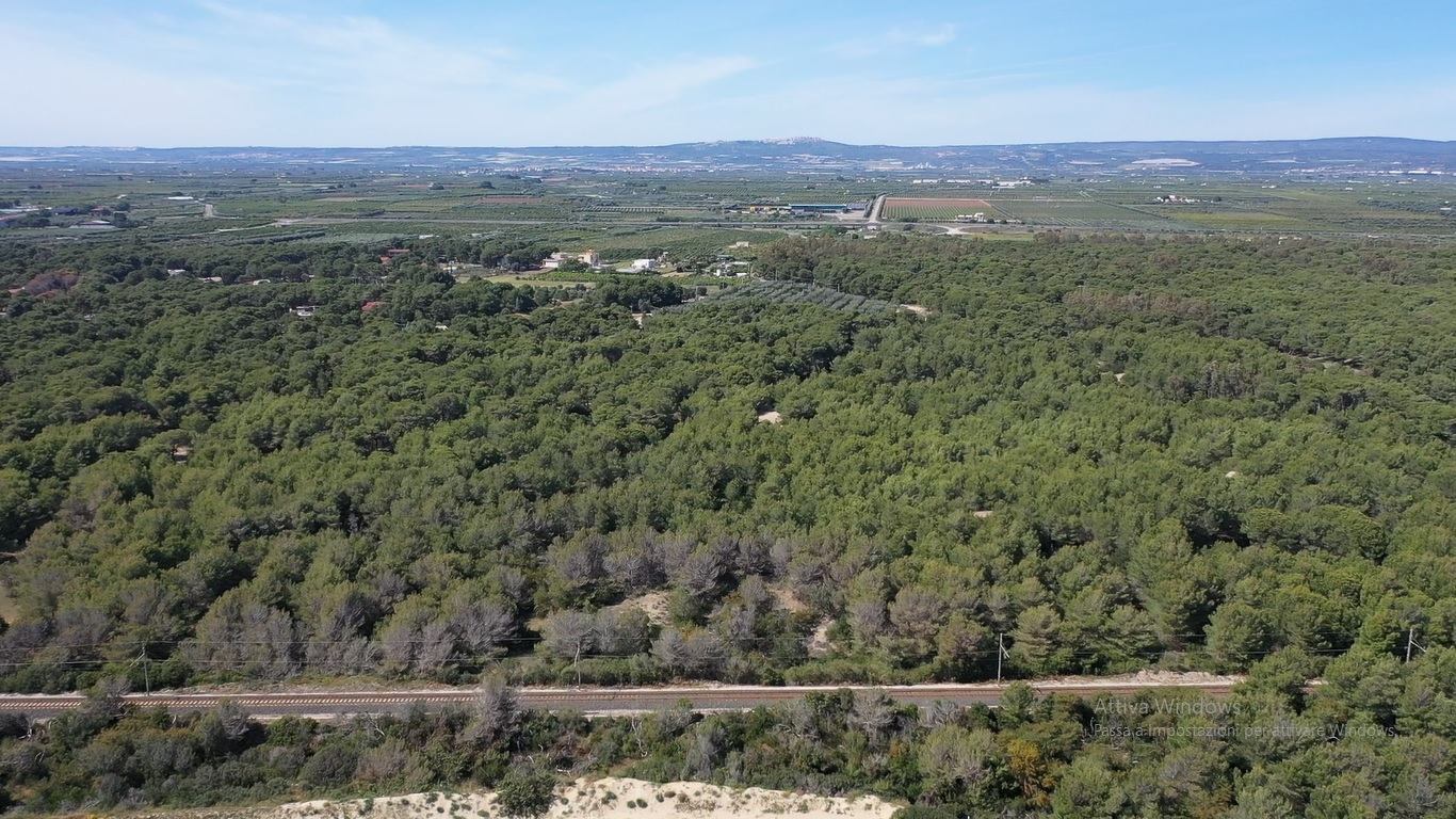 pineta ferrrovia